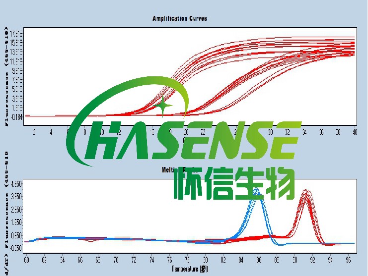 RT-PCR檢測